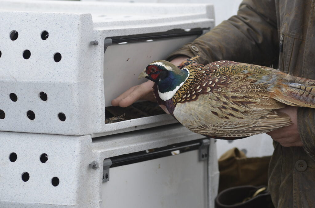 Pheasant Crates