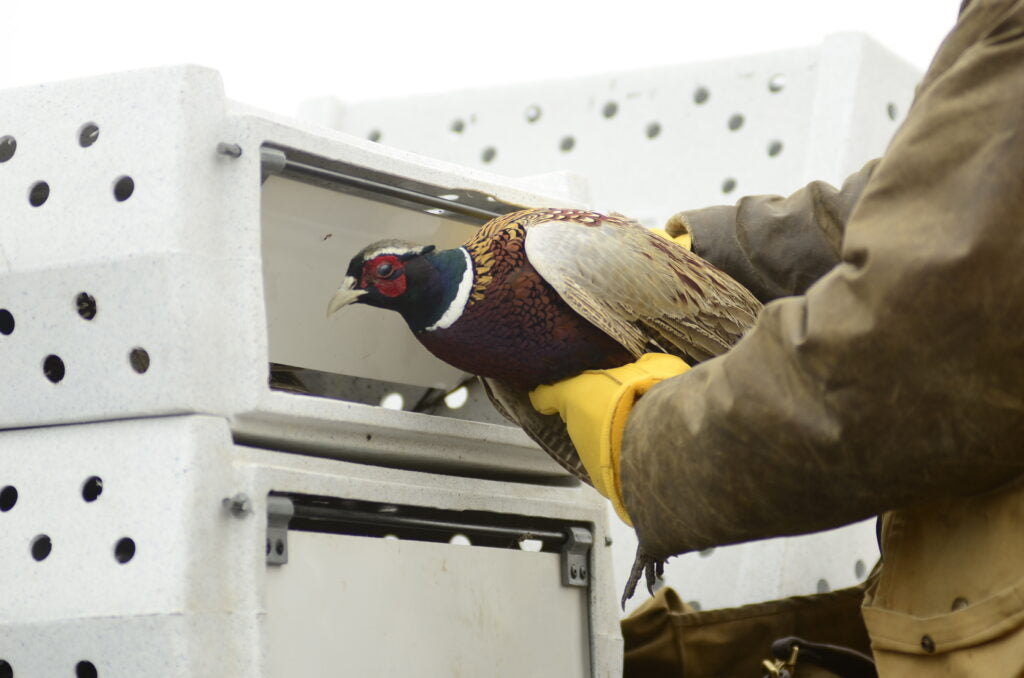 Pheasant Crates